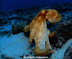 Octopus near Capt Don's Bonaire. Seallife DC1000 by Robert Michaelson 